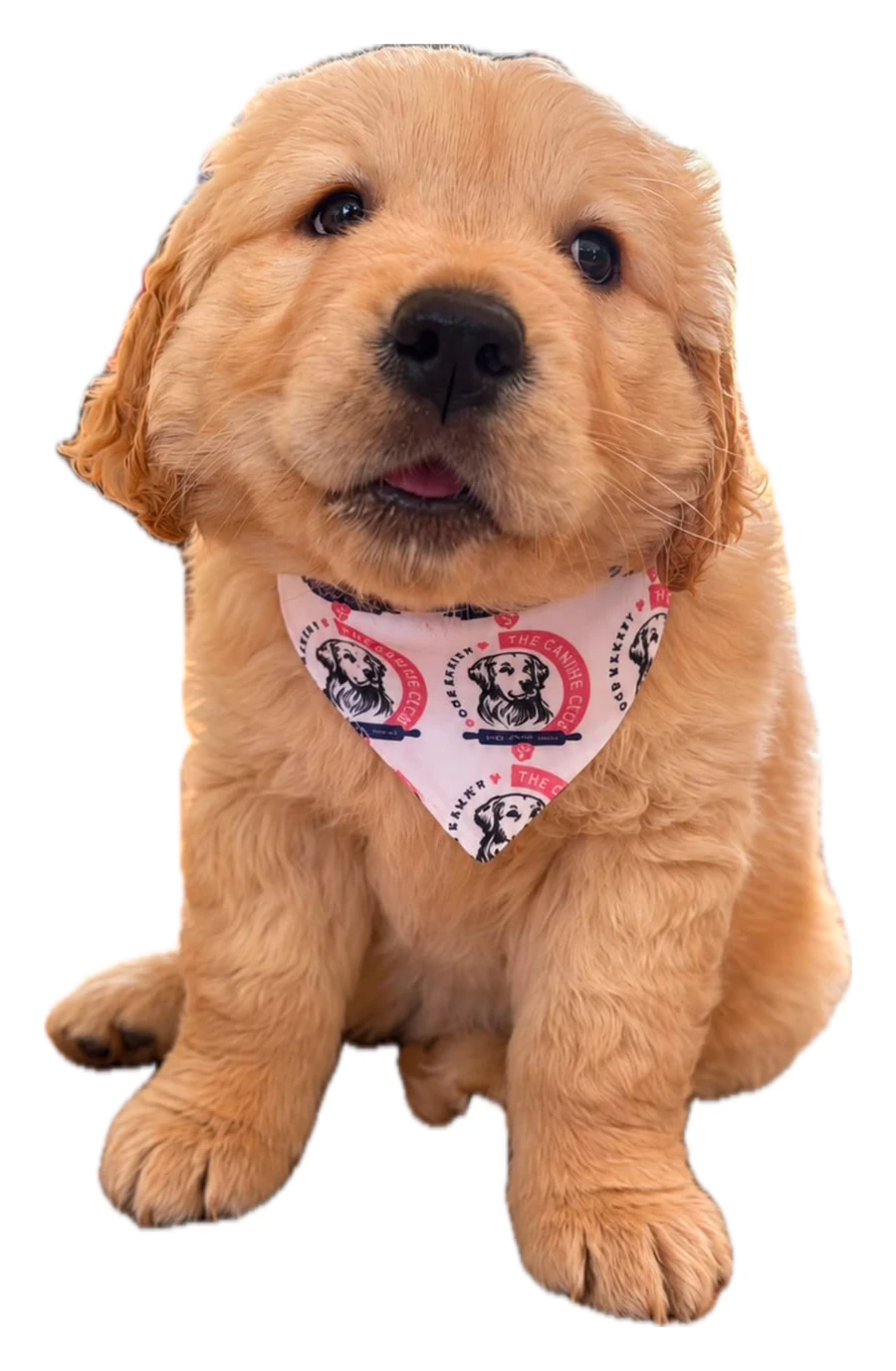 Annie, a golden retriever puppy, in a Canine Club bandana